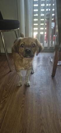 Found dog