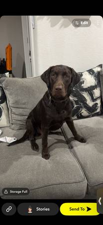 Lost Dog in Richmond