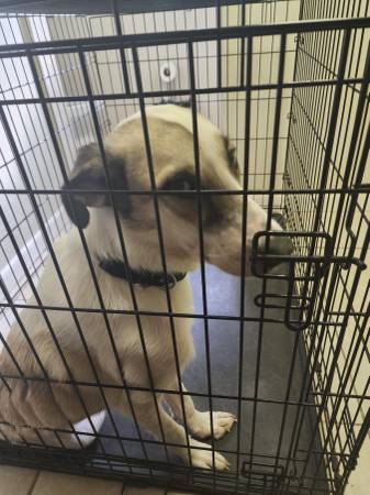 Found dog