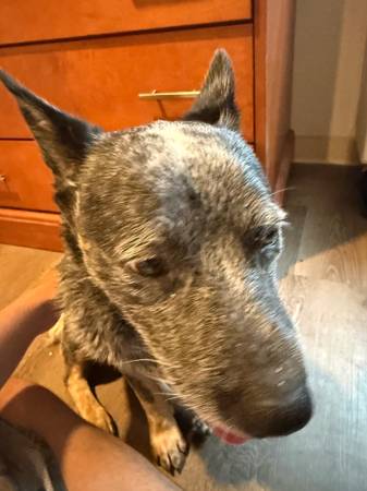 Found dog