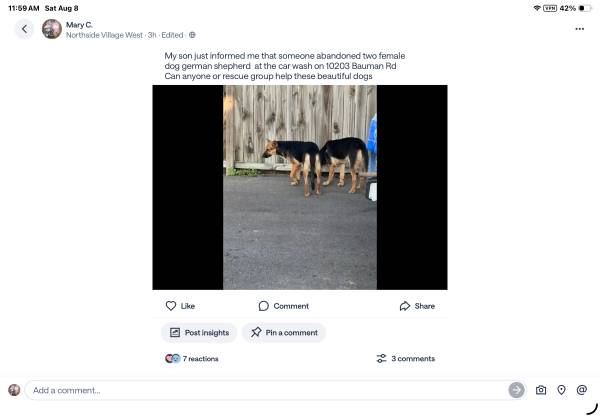 Found dog