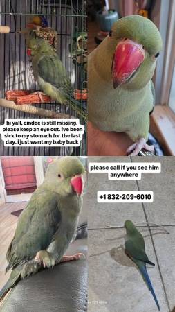 Lost Bird in Cypress