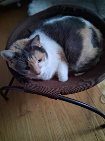 Lost Cat in Poughkeepsie