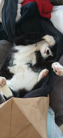 Lost cat