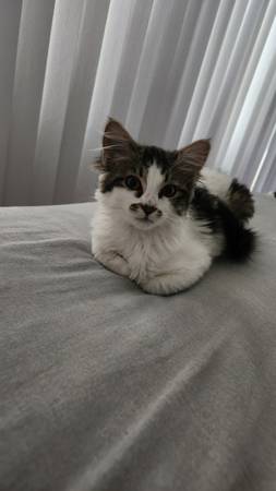 Lost Cat in McKinleyville