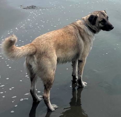 Found Dog in Blue Lake