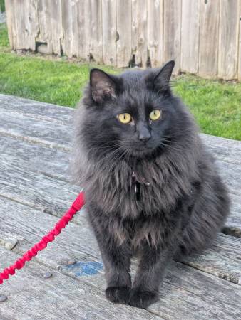 Lost Cat in Arcata