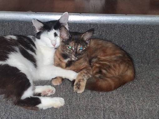 Lost Cat in Samoa