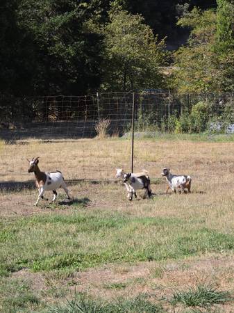 Lost goat