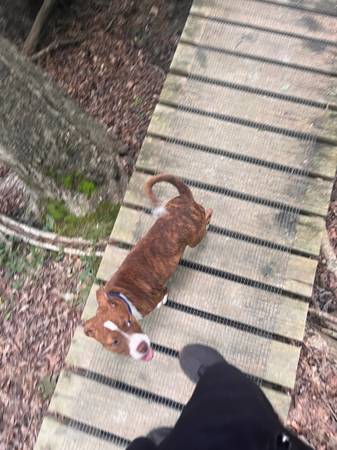 Lost dog
