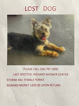 Lost dog