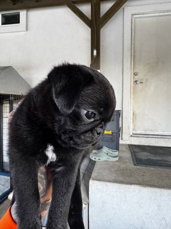 Found dog