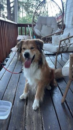 Found Dog in Sparrow And Lone Pine