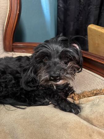 Lost Dog in Jurupa Valley