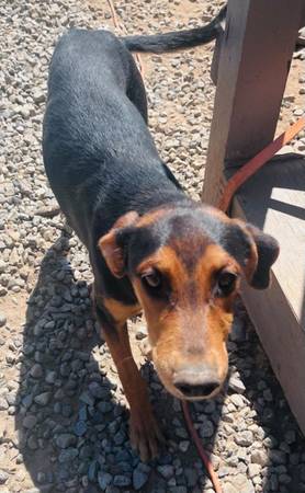 Lost Dog in Riverside