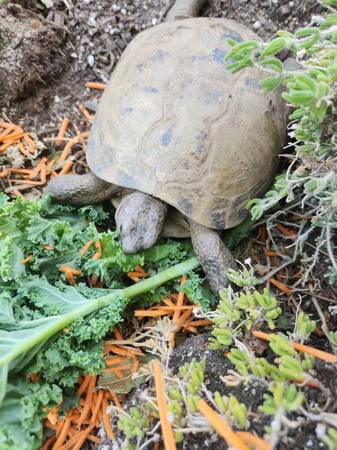 Lost tortoise