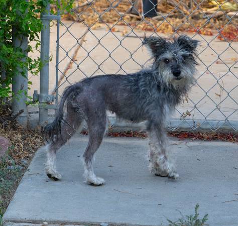 Found dog