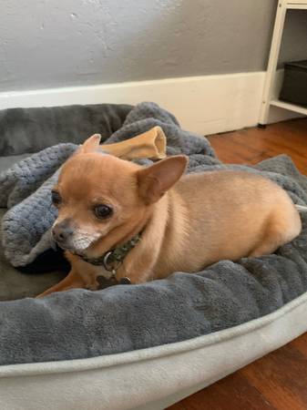 Lost Dog in Caldwell