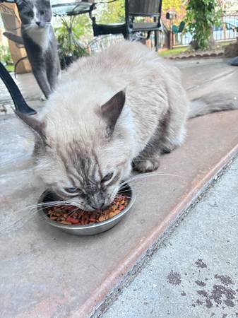 Found cat