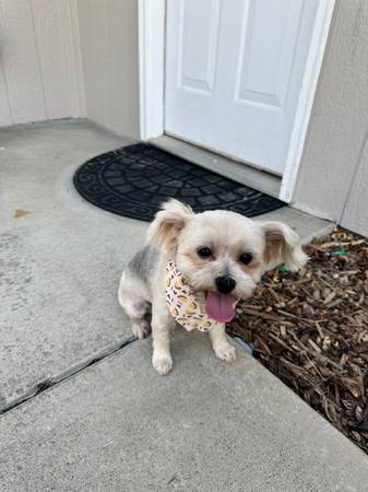 Lost Dog in San Bernardino
