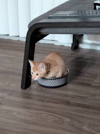 Lost Cat in Patton