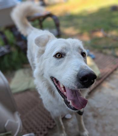 Found Dog in Mira Loma