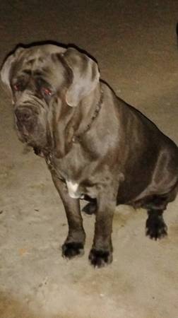 Lost Dog in Lucerne Valley