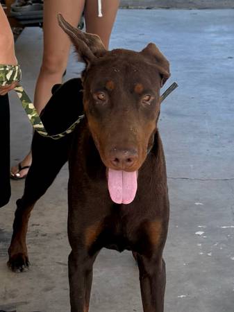 Found dog