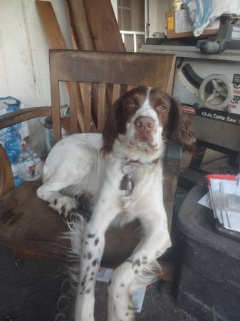 Lost dog