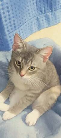 Lost Cat in Perris