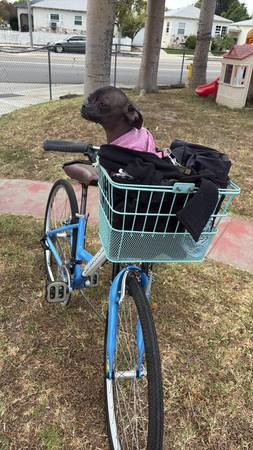 Lost dog
