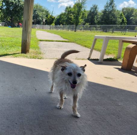 Lost Dog in North Liberty