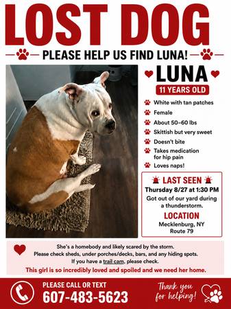 Lost Dog in Mecklenburg
