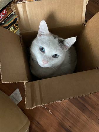 Lost Cat in Etna