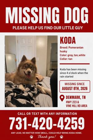 Lost Dog in Denmark