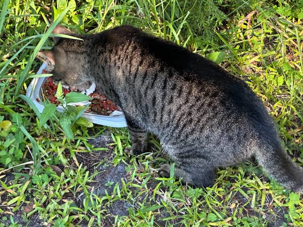 Found cat
