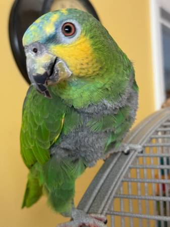 Lost Bird in North Middletown