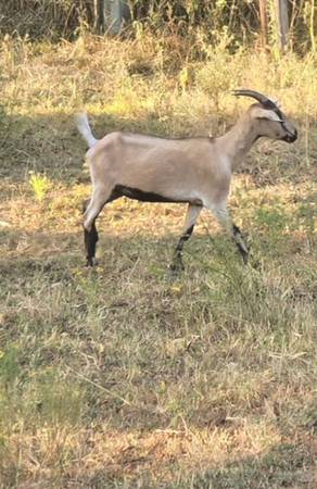 Found goat
