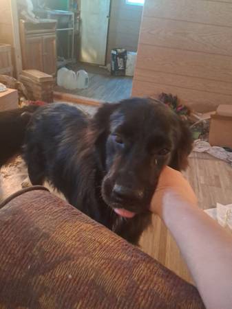 Lost Dog in Goodman