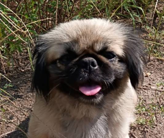 Lost dog