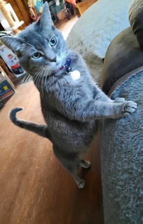 Lost Cat in Lawton