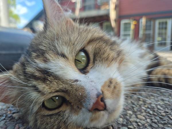 Lost Cat in Columbia Falls