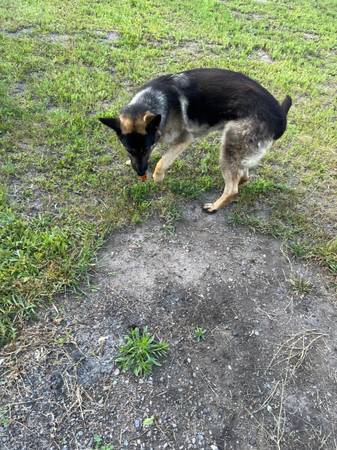 Lost Dog in Columbia Falls
