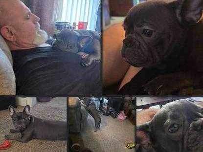 Lost Dog in Grandview