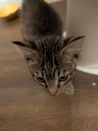 Found cat