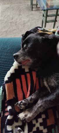 Lost Dog in Olathe