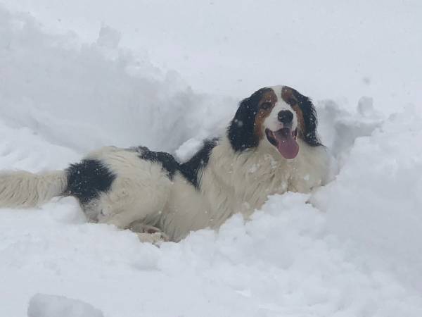 Lost Dog in Nikiski