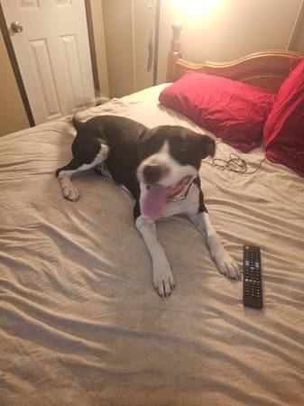 Found dog