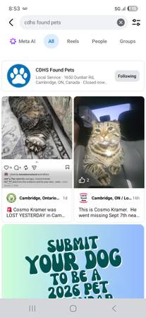 Lost cat