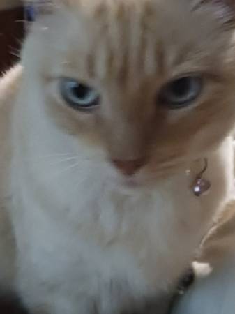 Lost cat